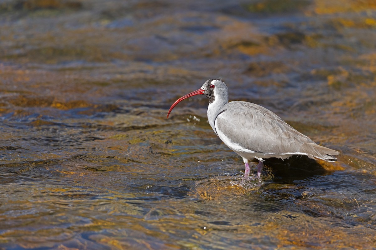 Ibisbill - ML645765491