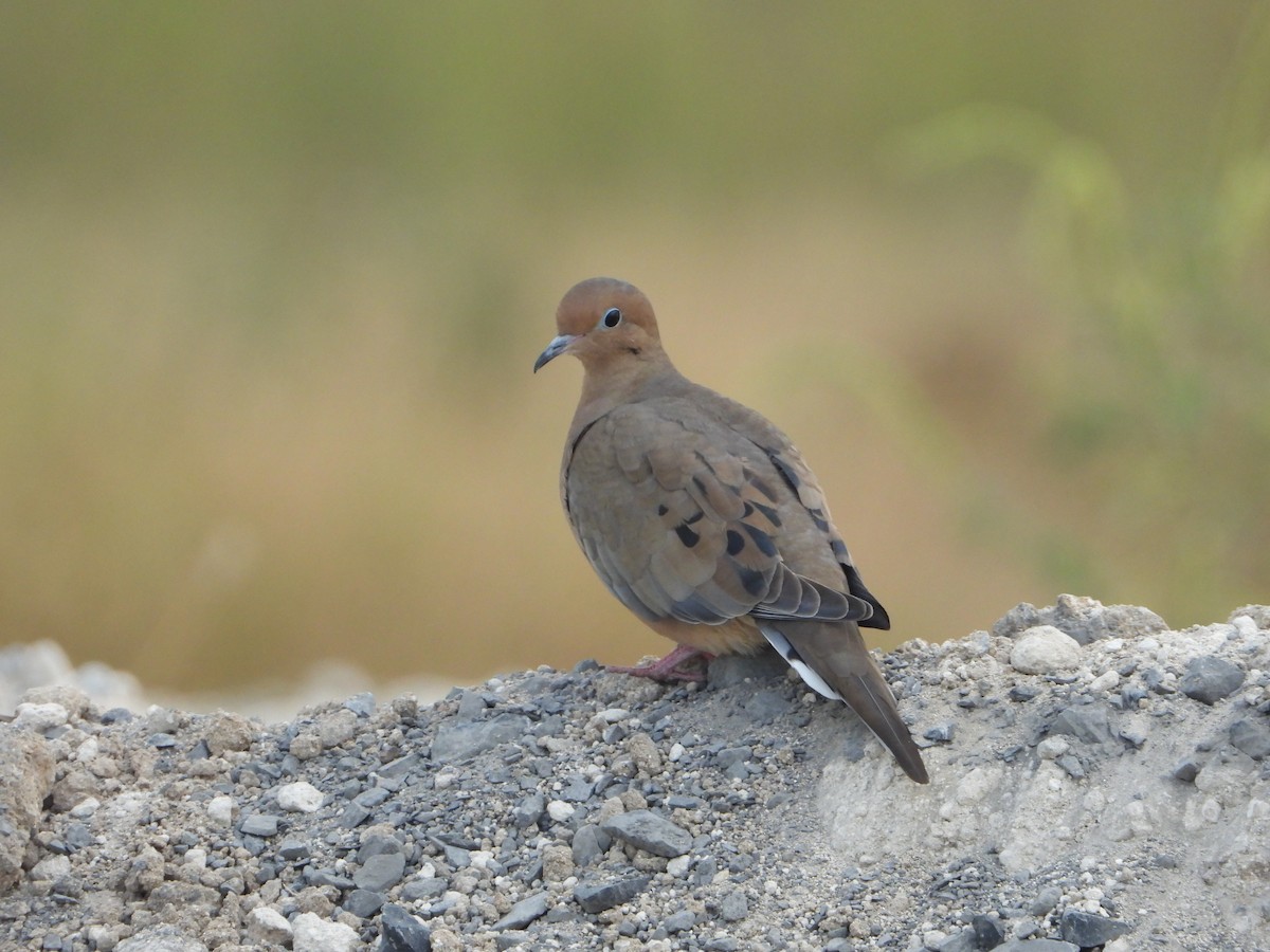 Mourning Dove - ML645765493