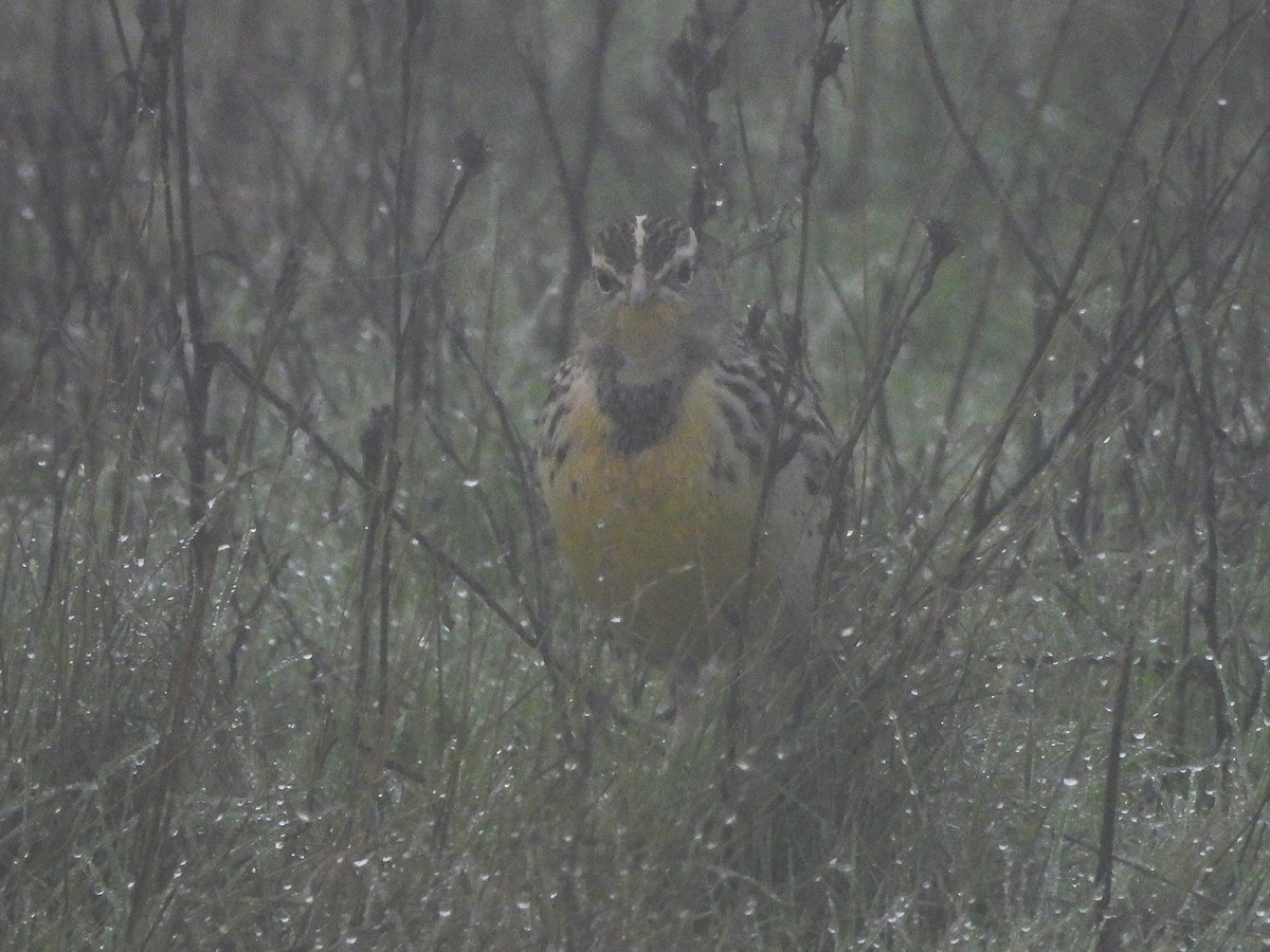 Western Meadowlark - ML645765494