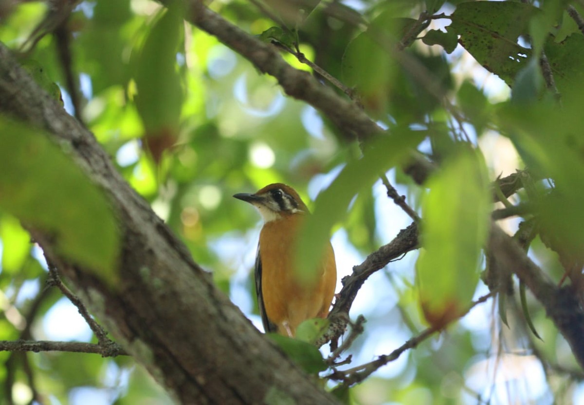 drozd oranžovohlavý - ML645765495