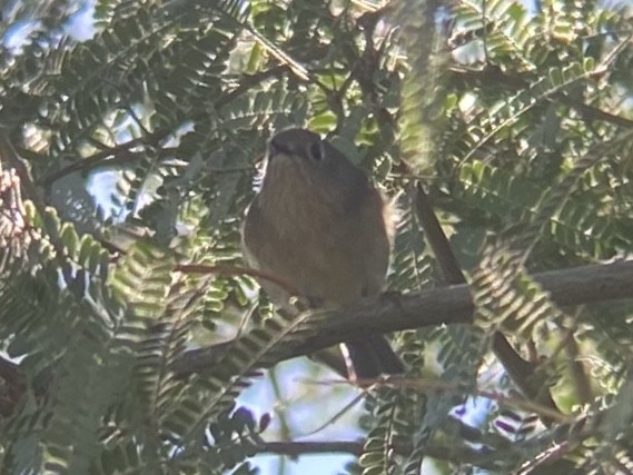 Ruby-crowned Kinglet - ML645765496