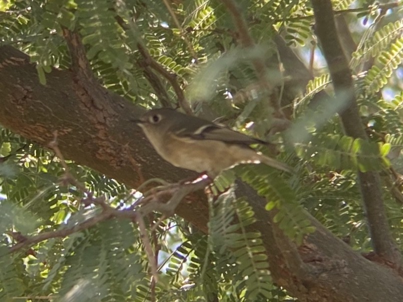 Ruby-crowned Kinglet - ML645765497
