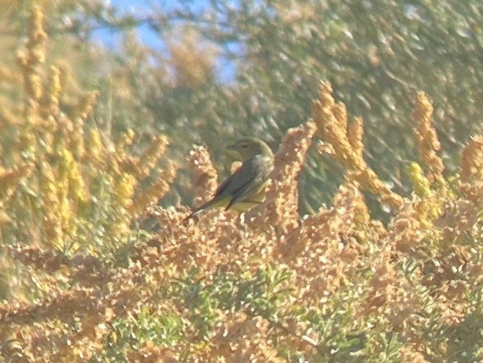 Orange-crowned Warbler - ML645765504