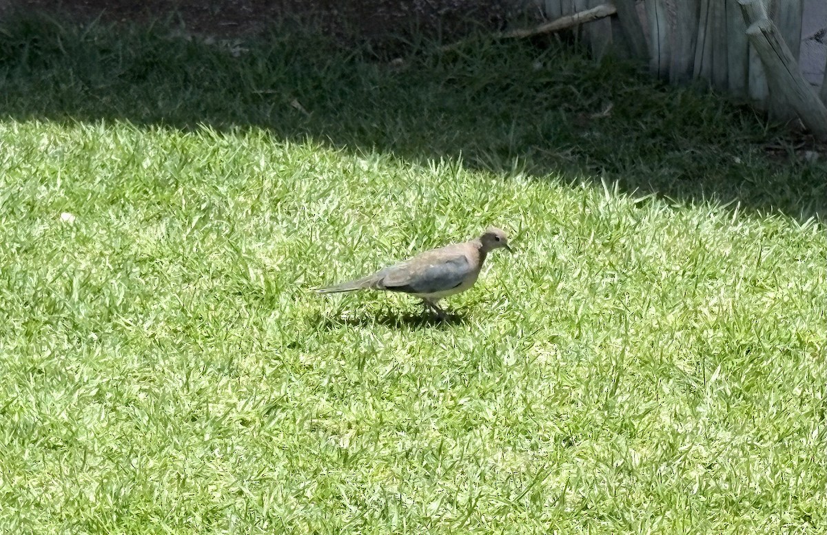 Laughing Dove - ML645765506