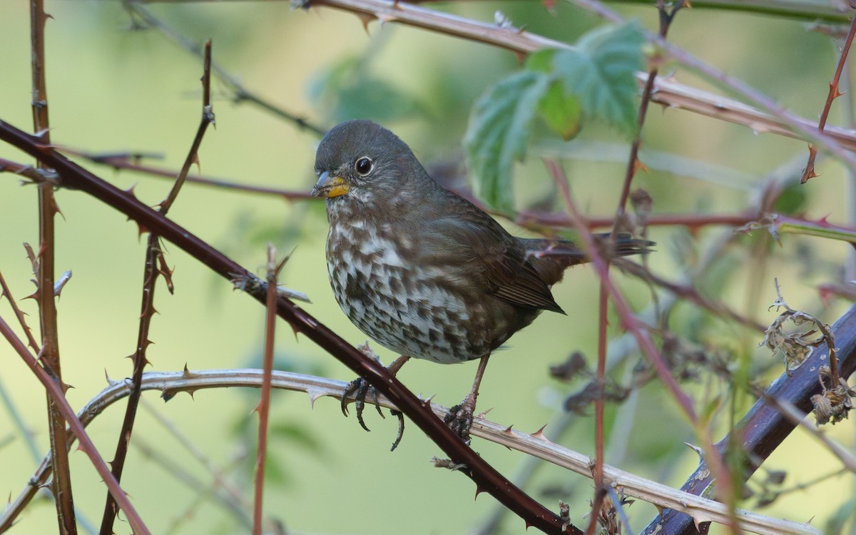 Fox Sparrow - ML645765515