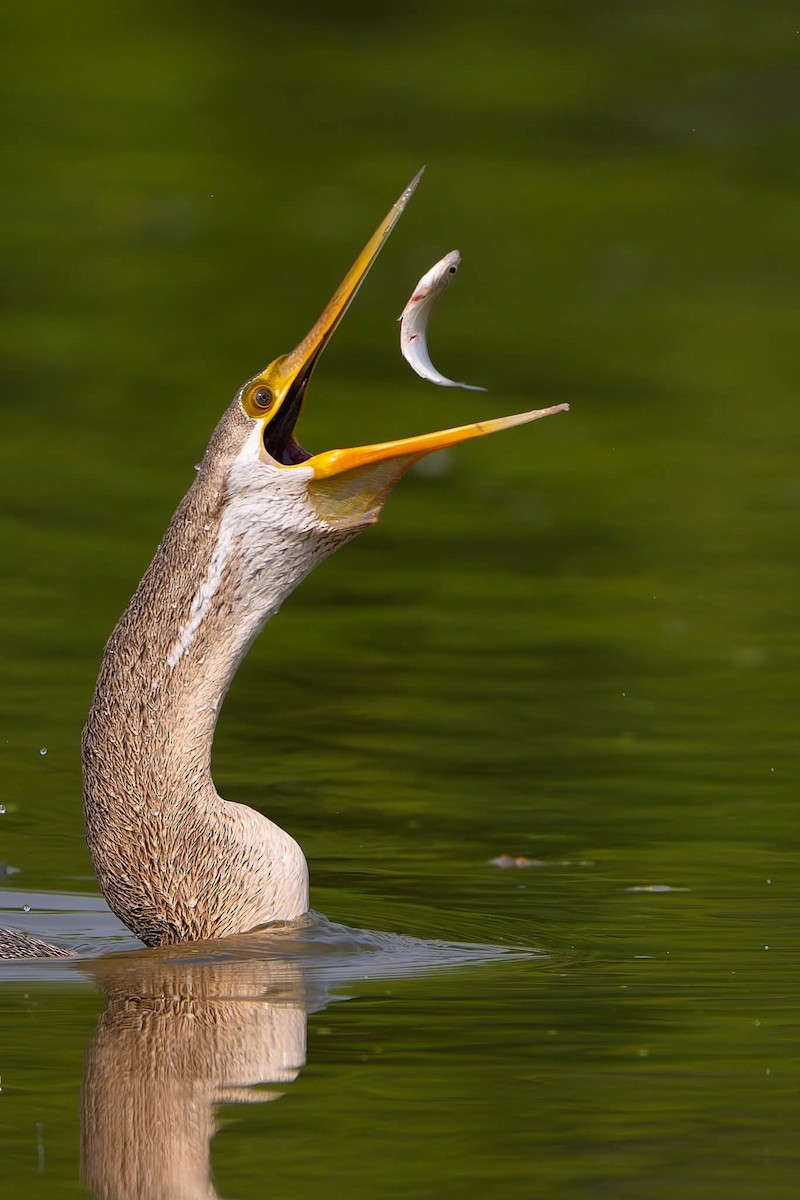 Doğu Yılanboyunu - ML645765527