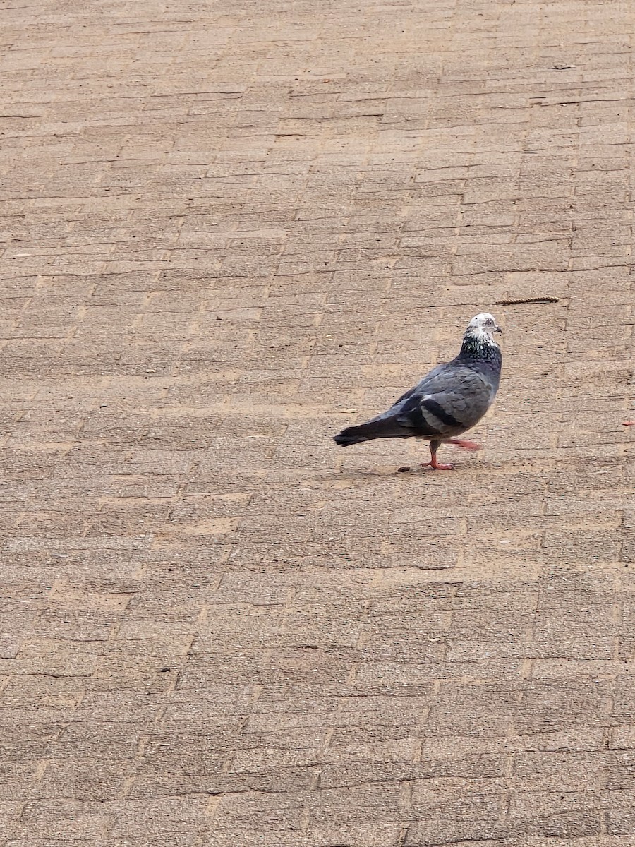 holub skalní (domácí) - ML645765531