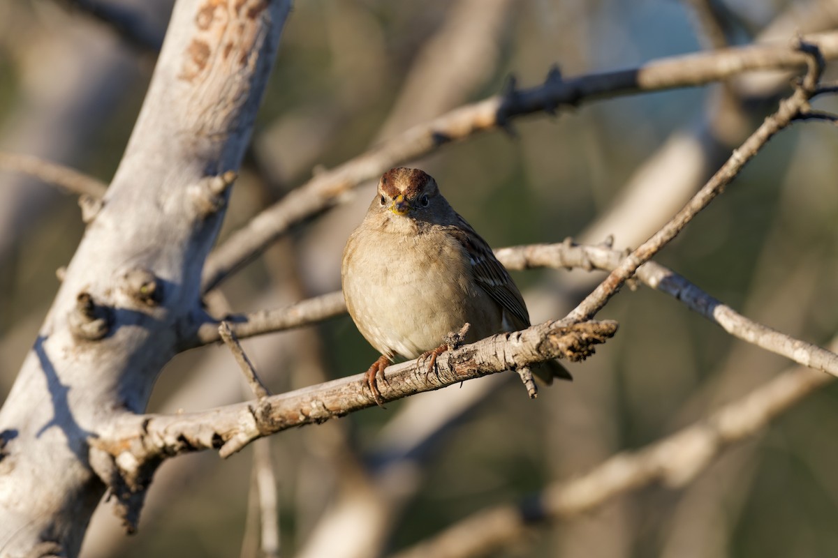 White-crowned Sparrow - ML645765532