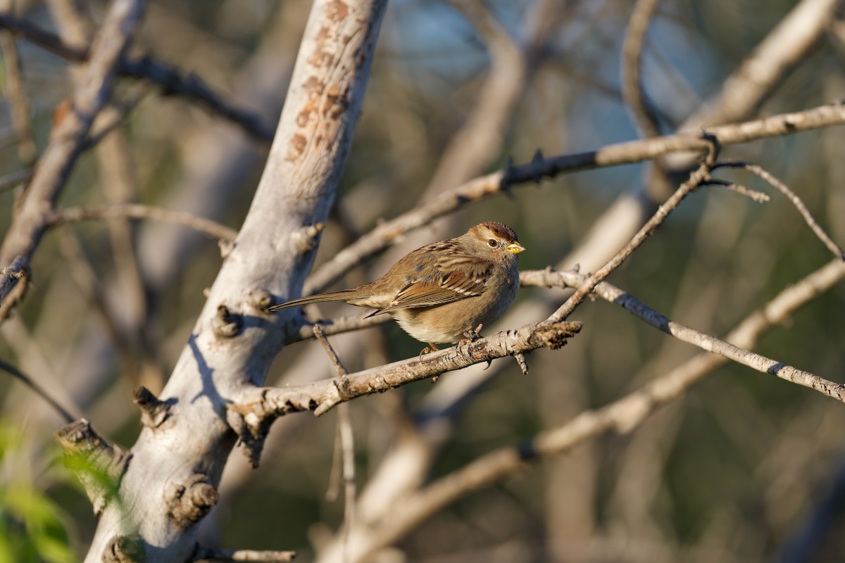 White-crowned Sparrow - ML645765538