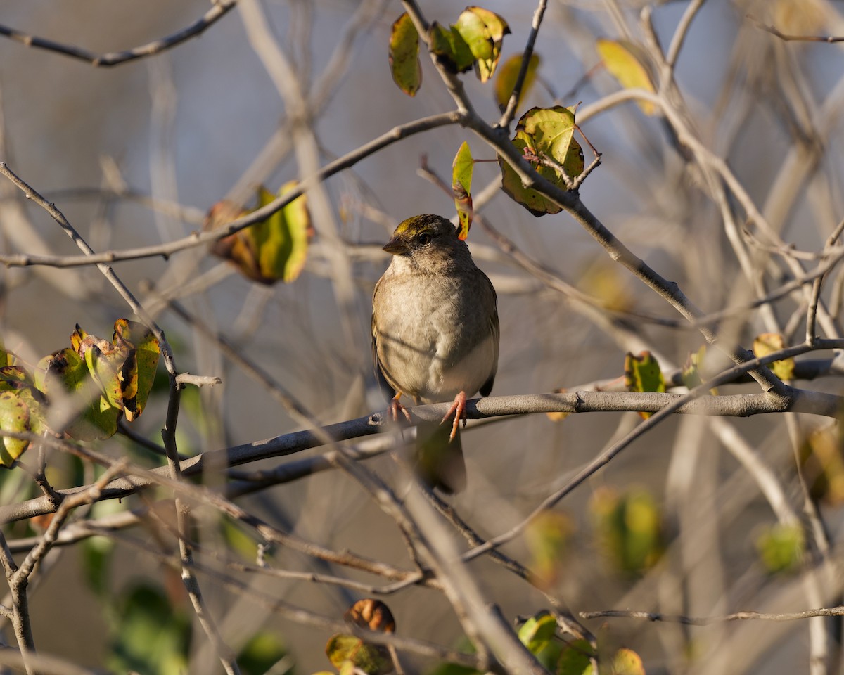 Golden-crowned Sparrow - ML645765540