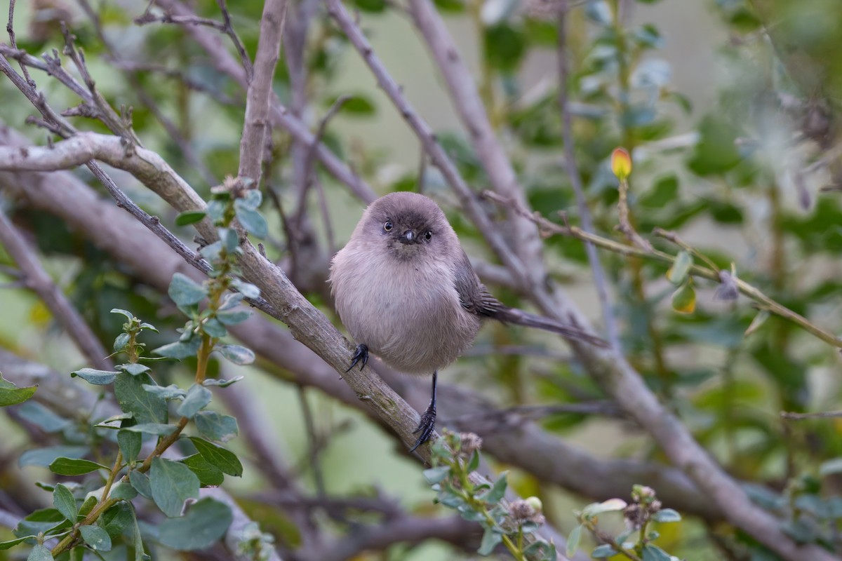 Bushtit - ML645765545
