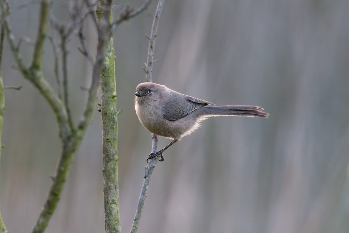 Bushtit - ML645765546
