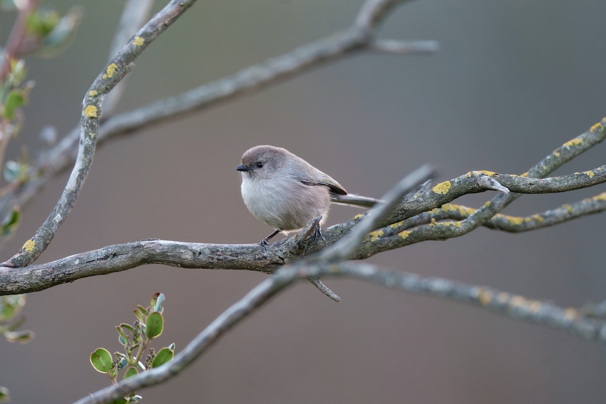 Bushtit - ML645765547