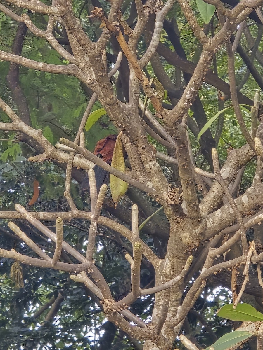 kukačka vraní - ML645765551