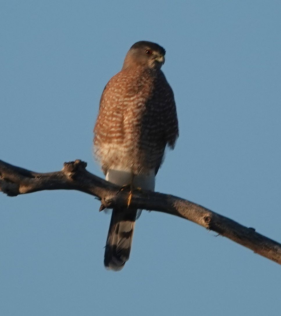 Яструб чорноголовий - ML645765555