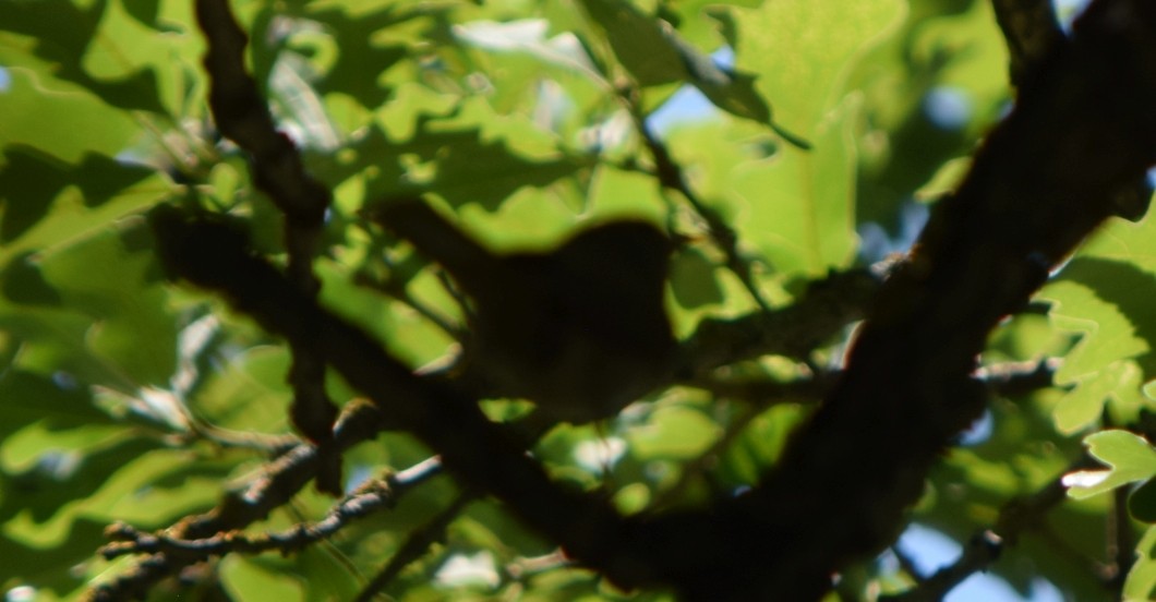 Northern House Wren - ML645765572