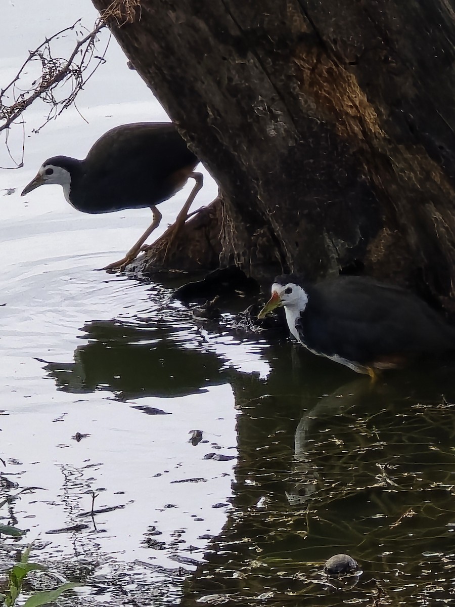 chřástal běloprsý - ML645765574