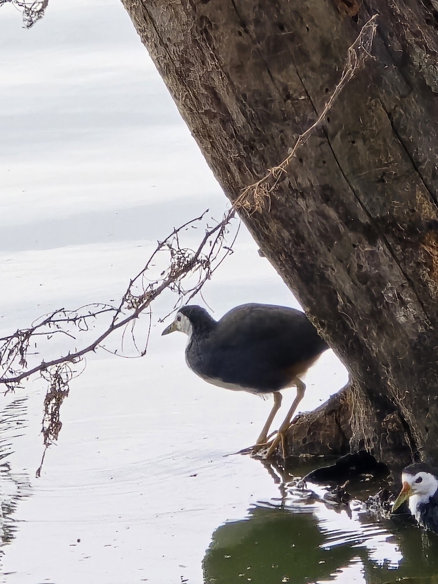 chřástal běloprsý - ML645765575