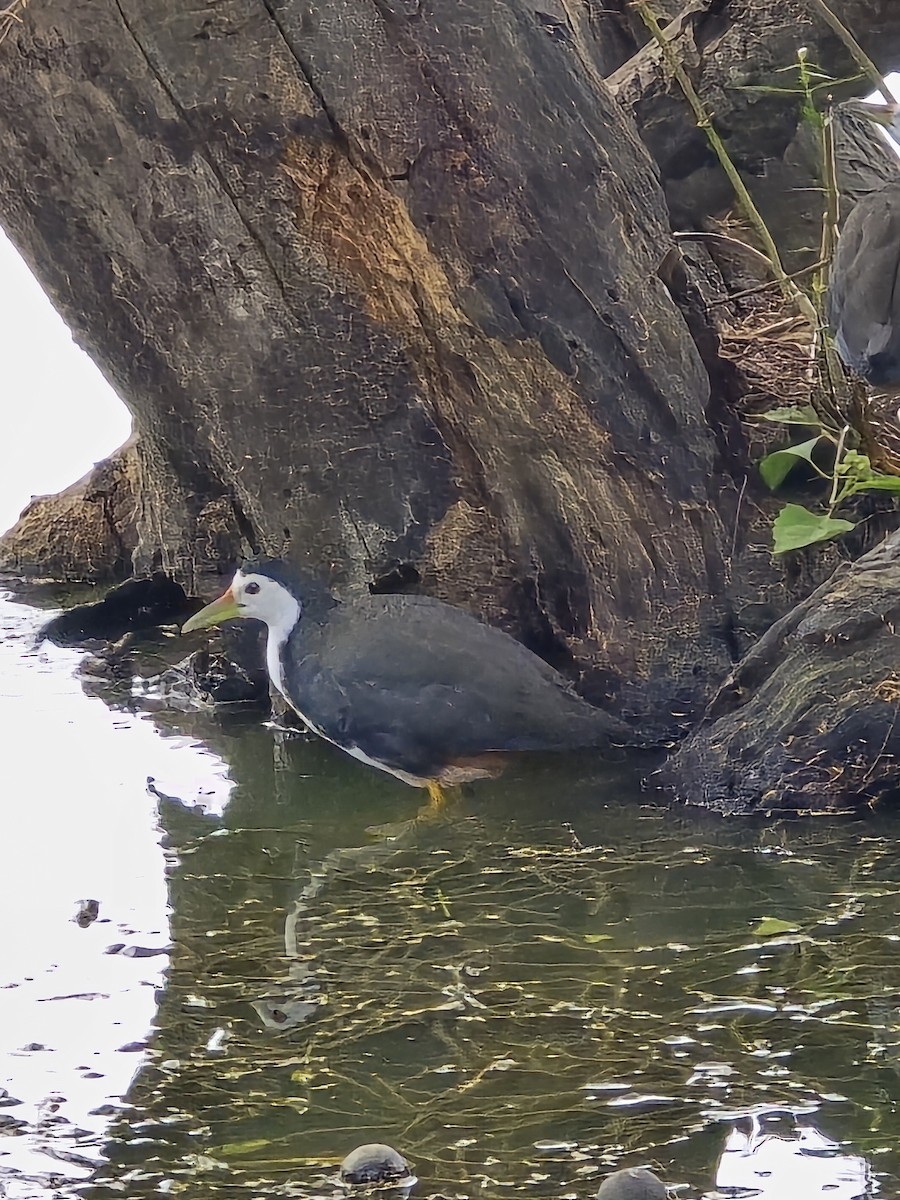 chřástal běloprsý - ML645765576