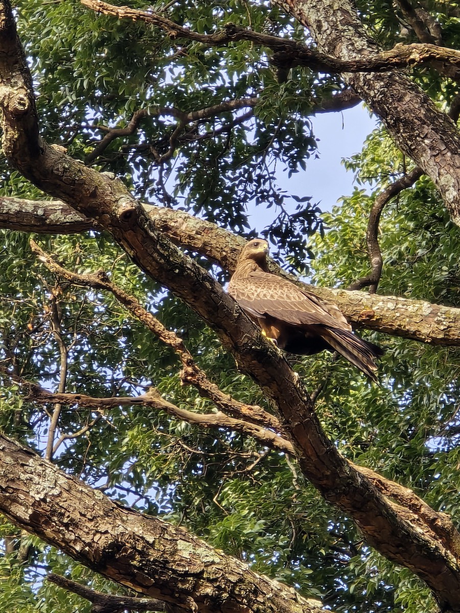 luňák hnědý - ML645765592