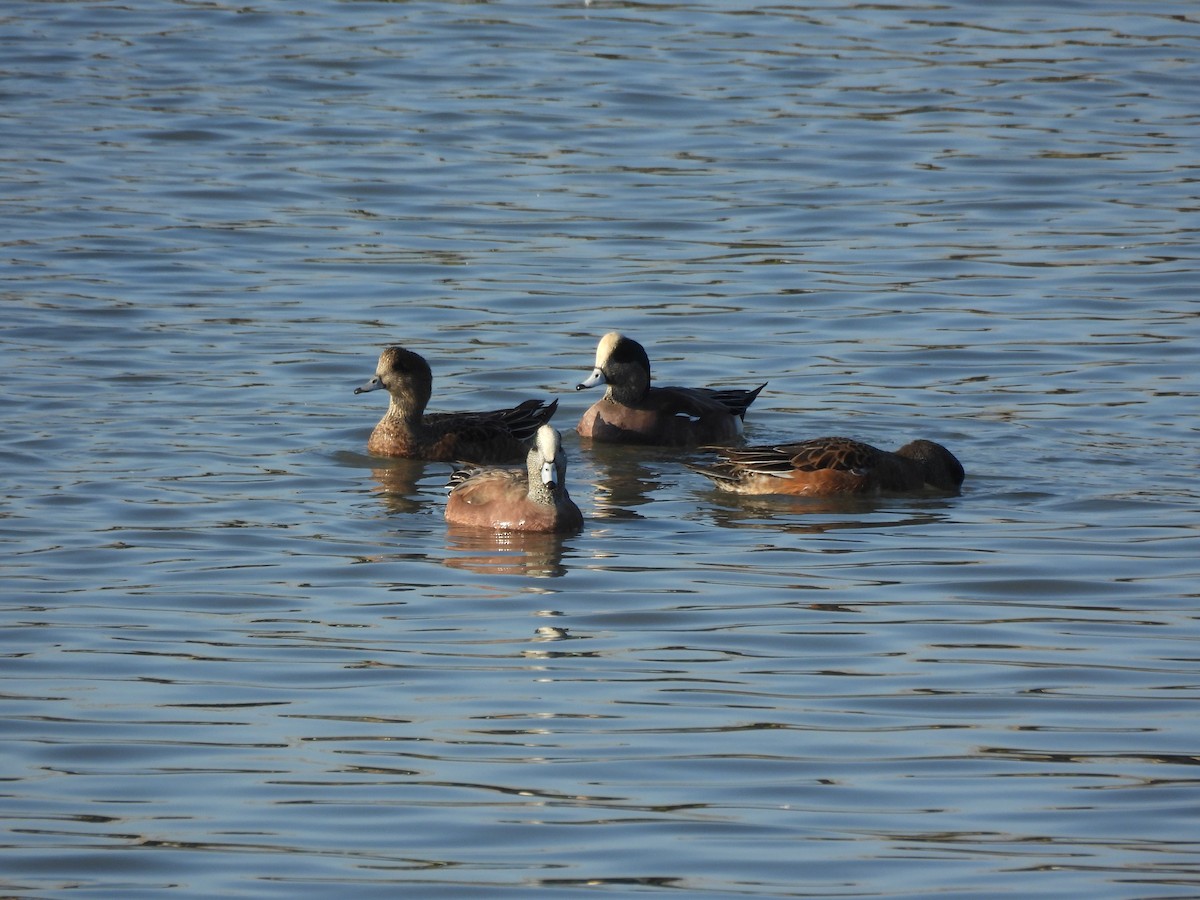 Свищ американський - ML645765599