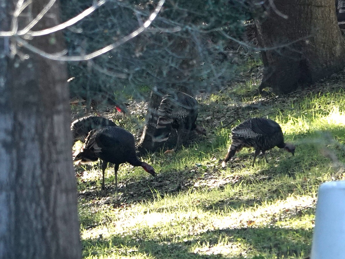 Wild Turkey - ML645765647