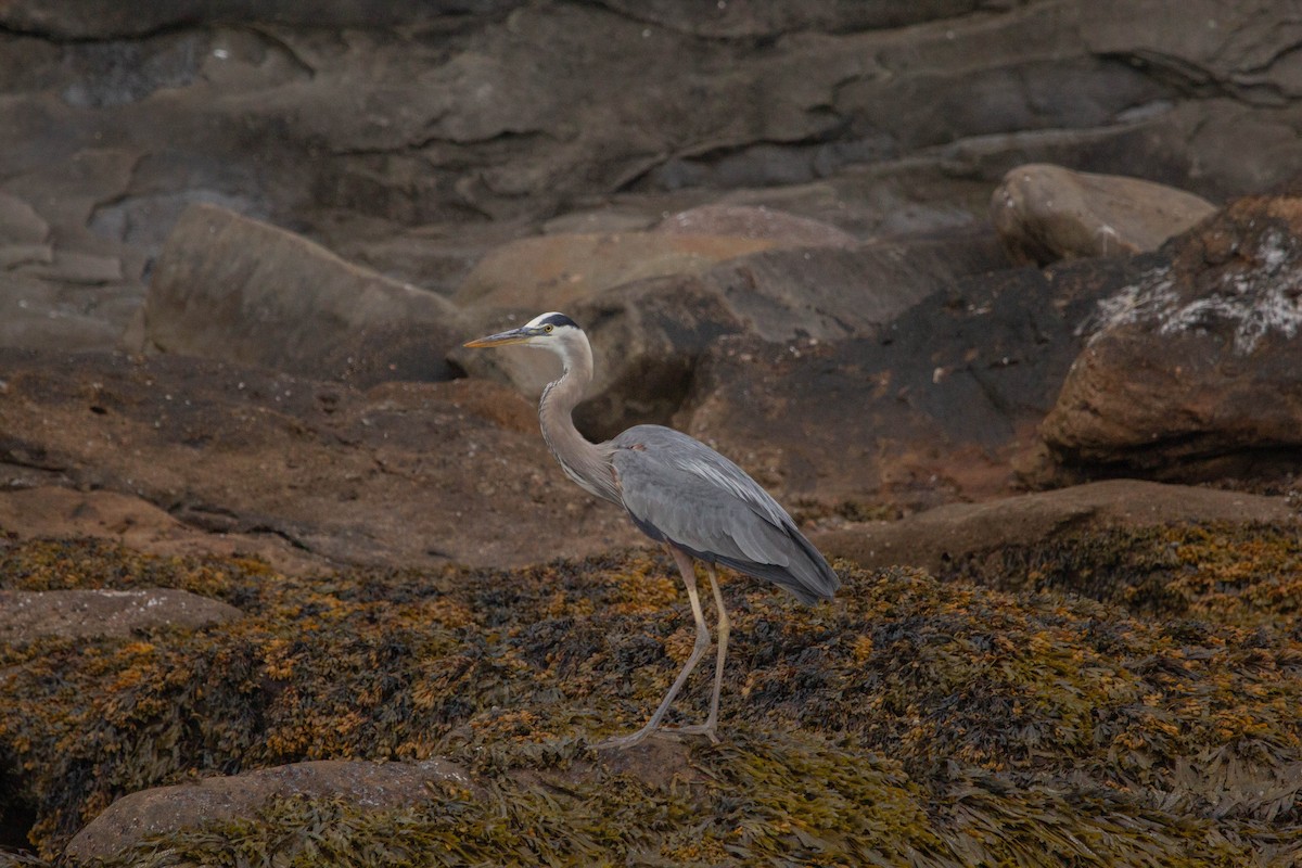 Great Blue Heron - ML645765652
