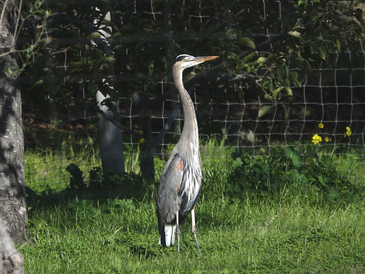 Great Blue Heron - ML645765653