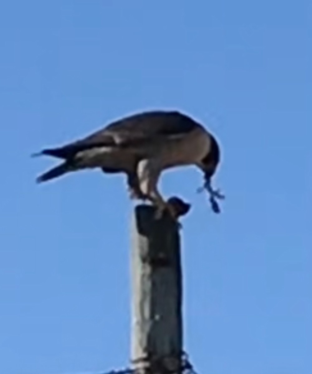 Peregrine Falcon - ML645765655