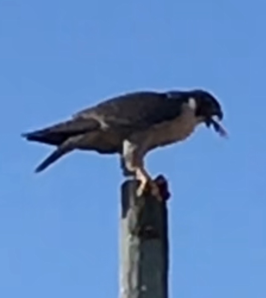 Peregrine Falcon - ML645765656