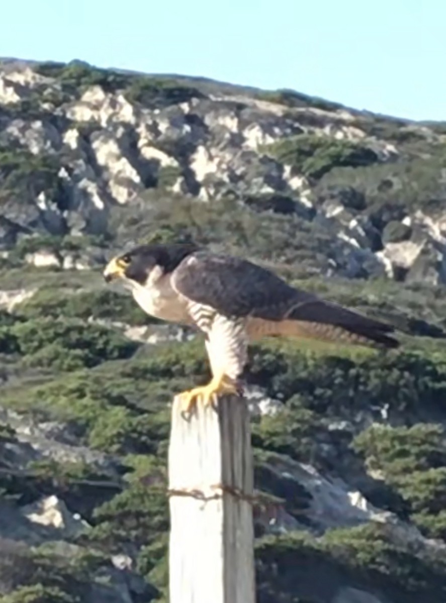 Peregrine Falcon - ML645765657