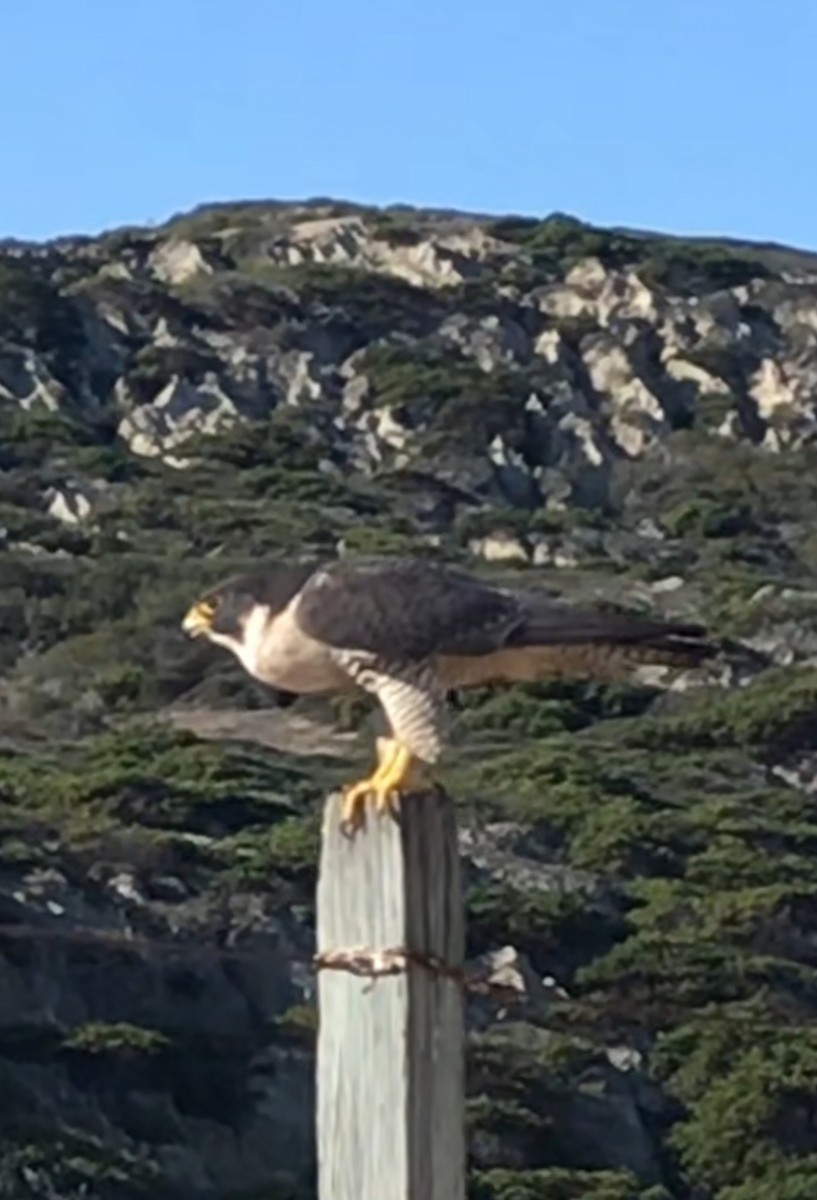 Peregrine Falcon - ML645765658