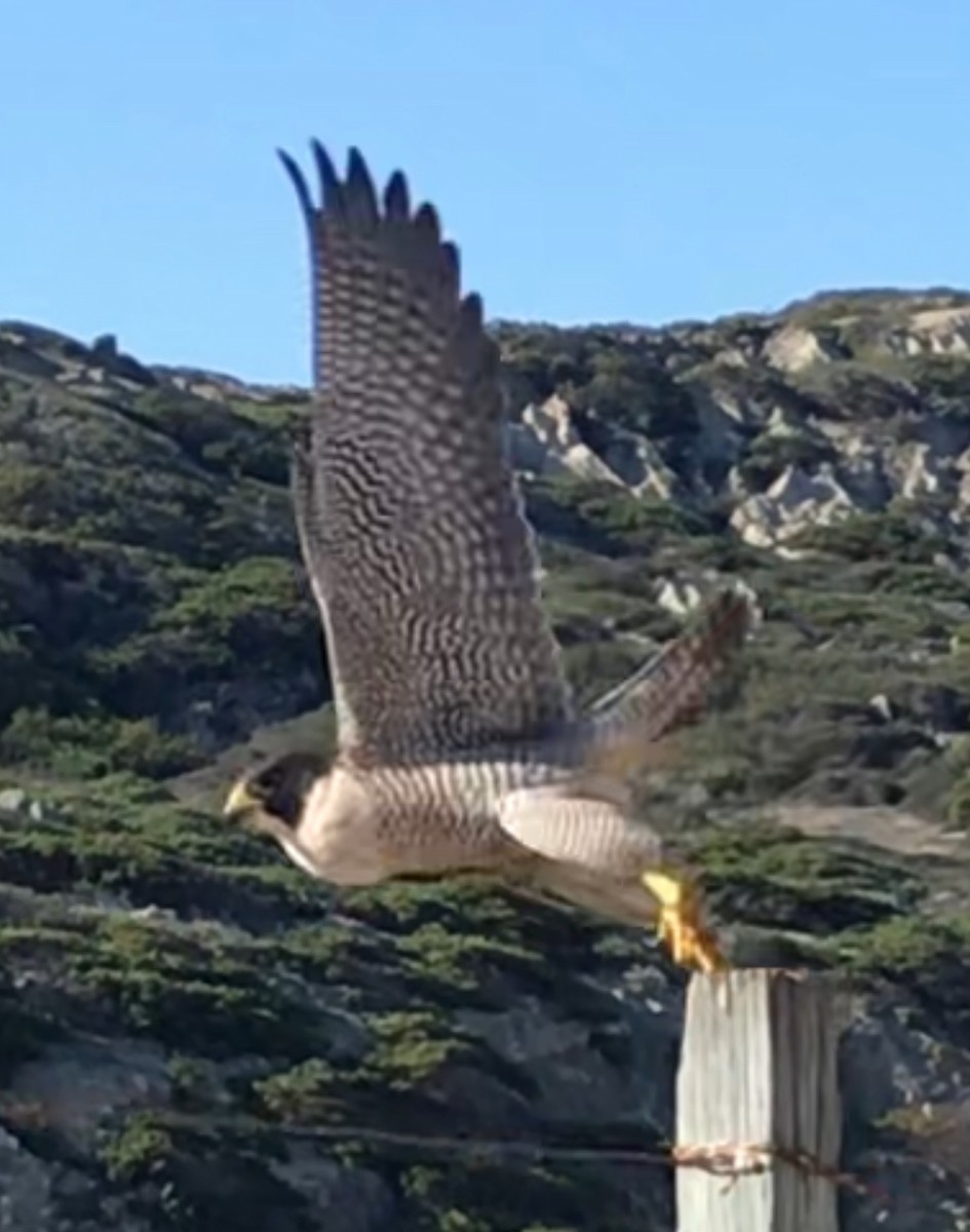 Peregrine Falcon - ML645765659