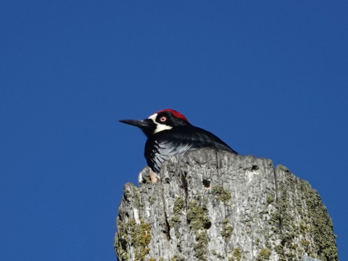 Acorn Woodpecker - ML645765661