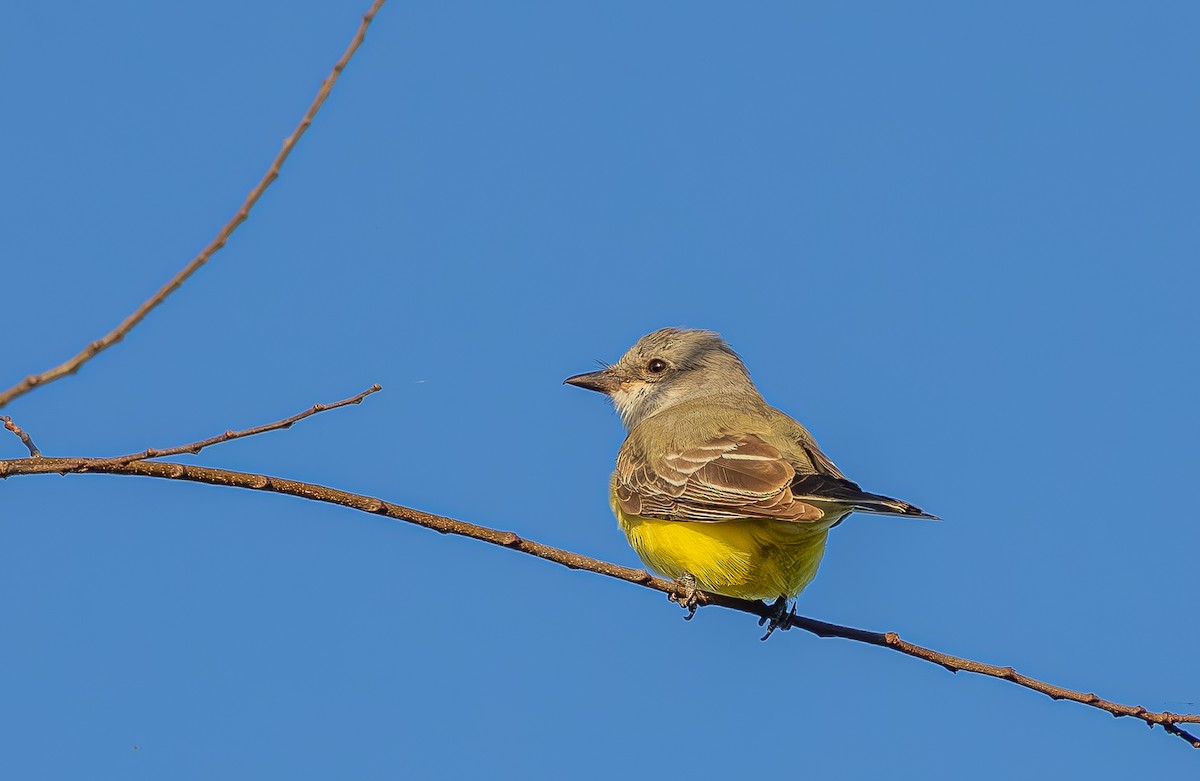 Western Kingbird - ML645765662