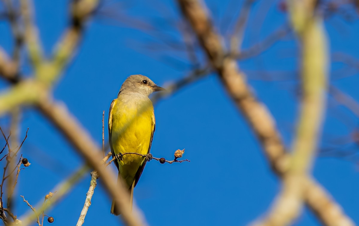 Western Kingbird - ML645765663