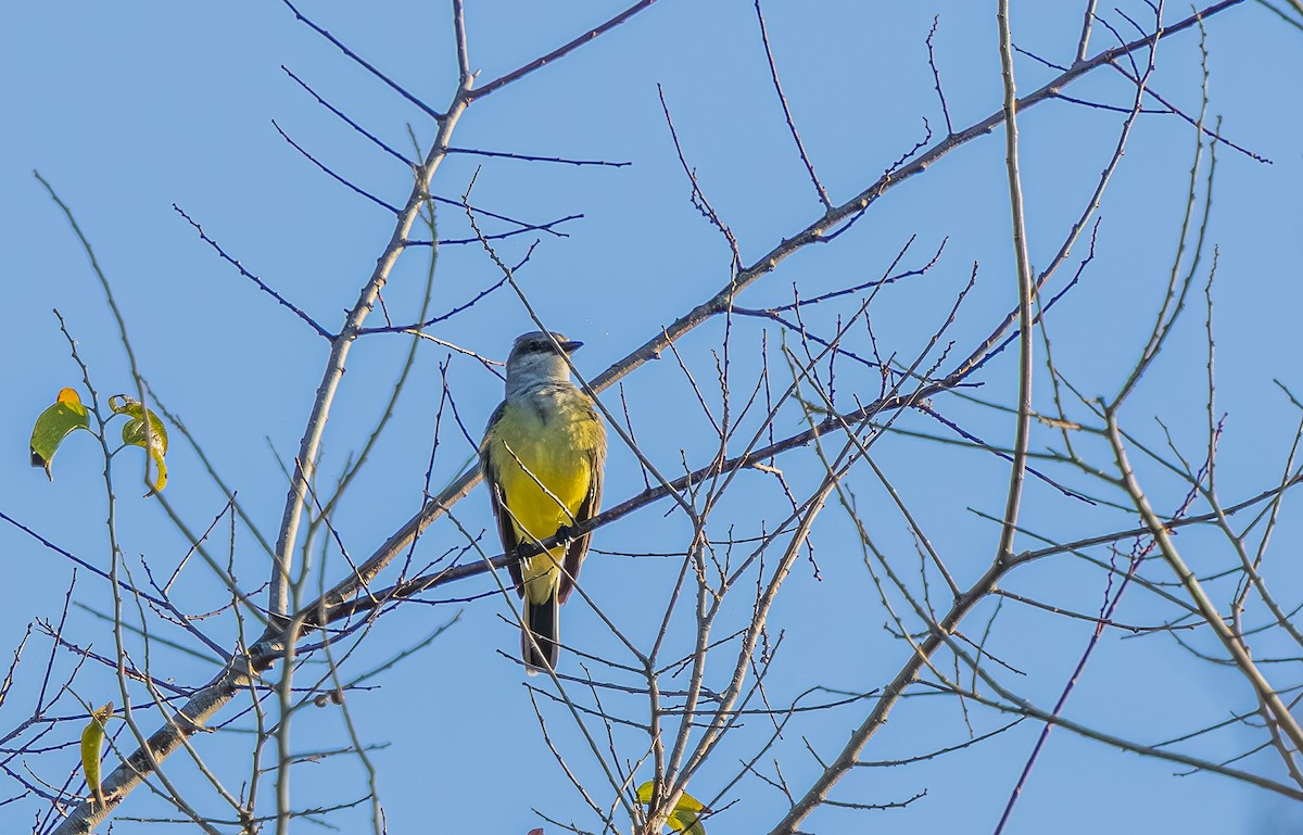 Western Kingbird - ML645765664