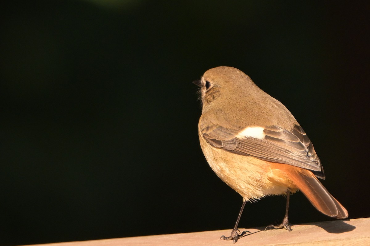 Daurian Redstart - ML645765665