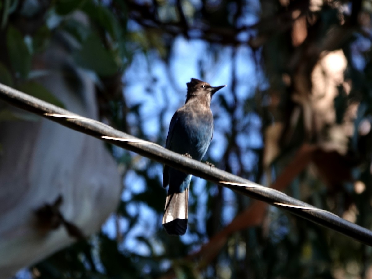 Steller's Jay - ML645765666