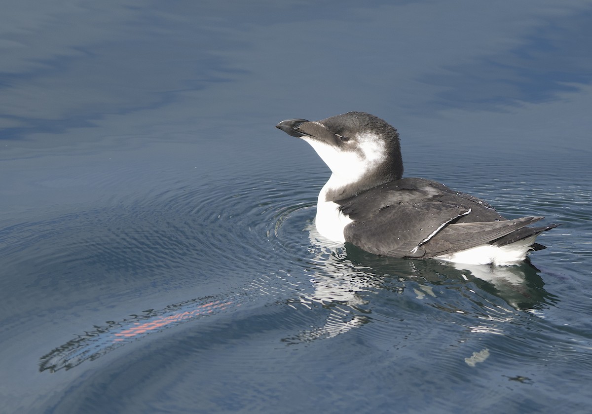 Razorbill - ML645765667