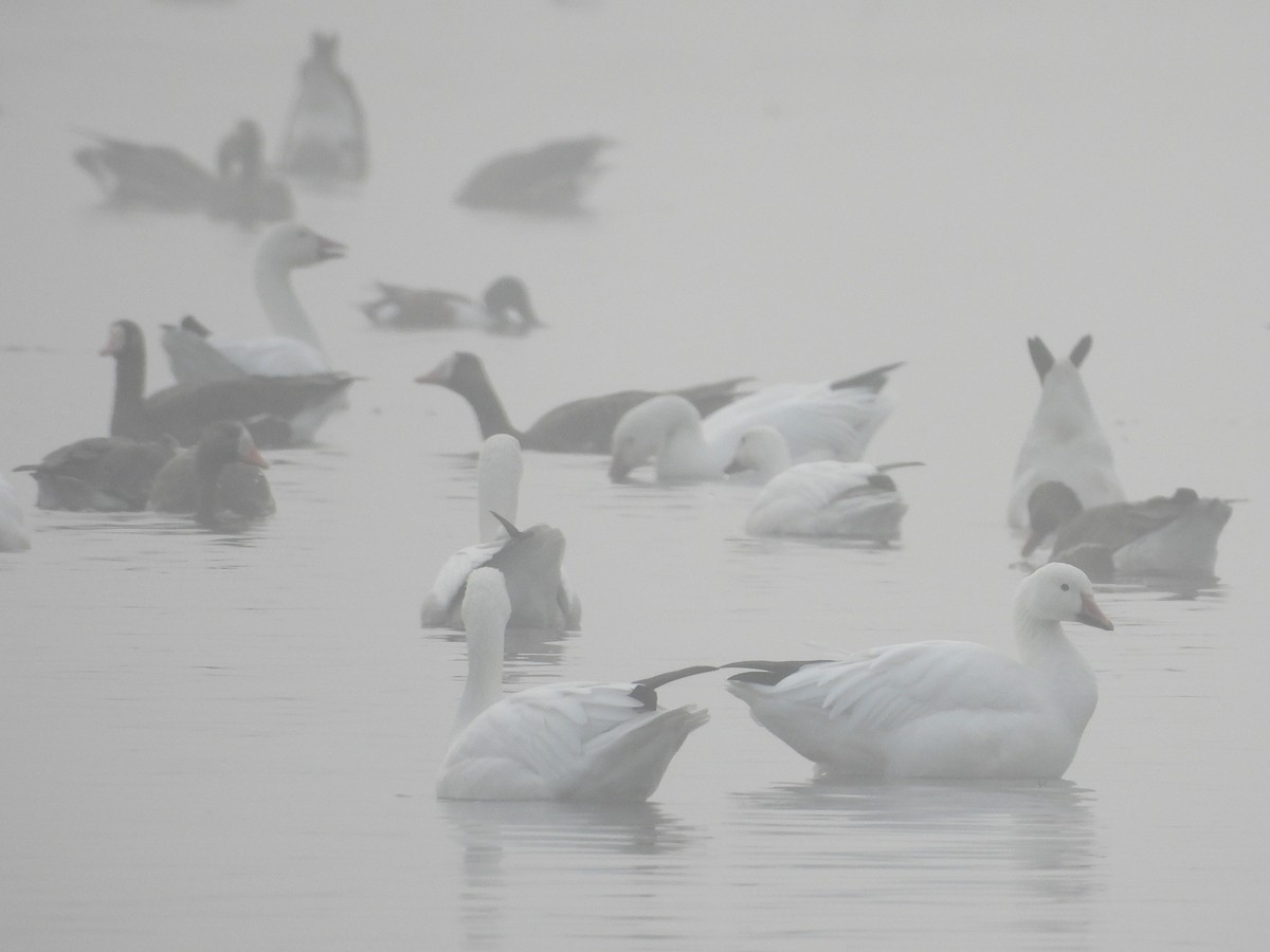 Snow Goose - ML645765668