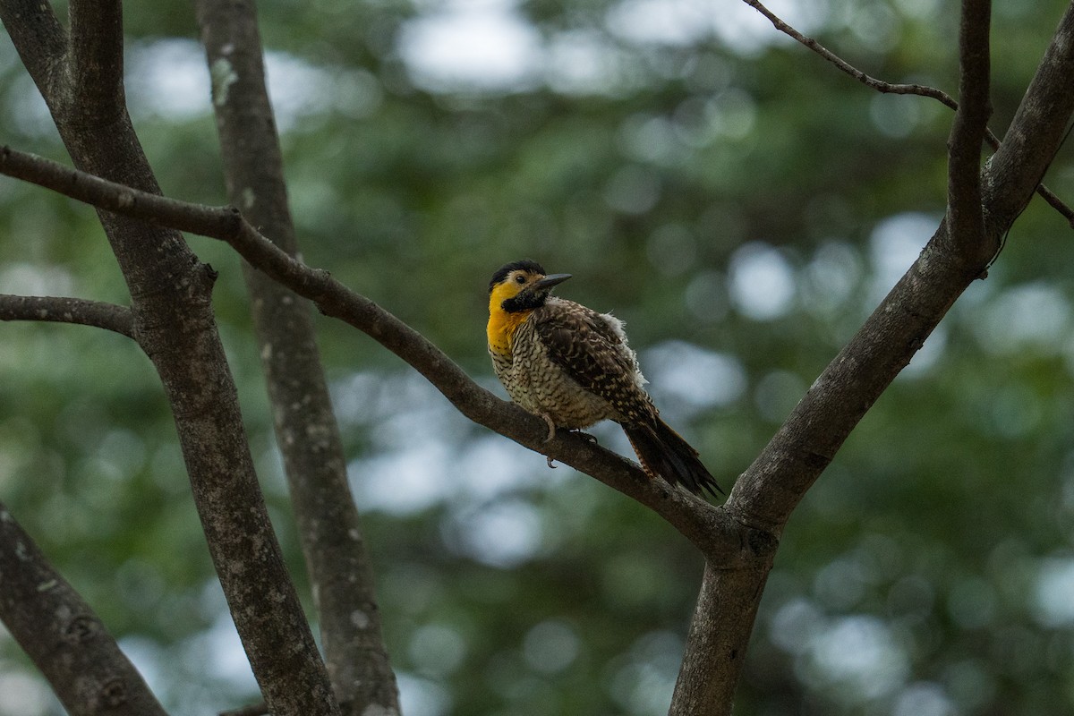 Campo Flicker - ML645765669