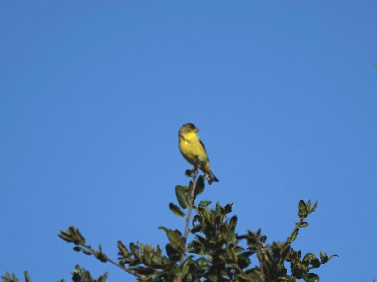 Lesser Goldfinch - ML645765670