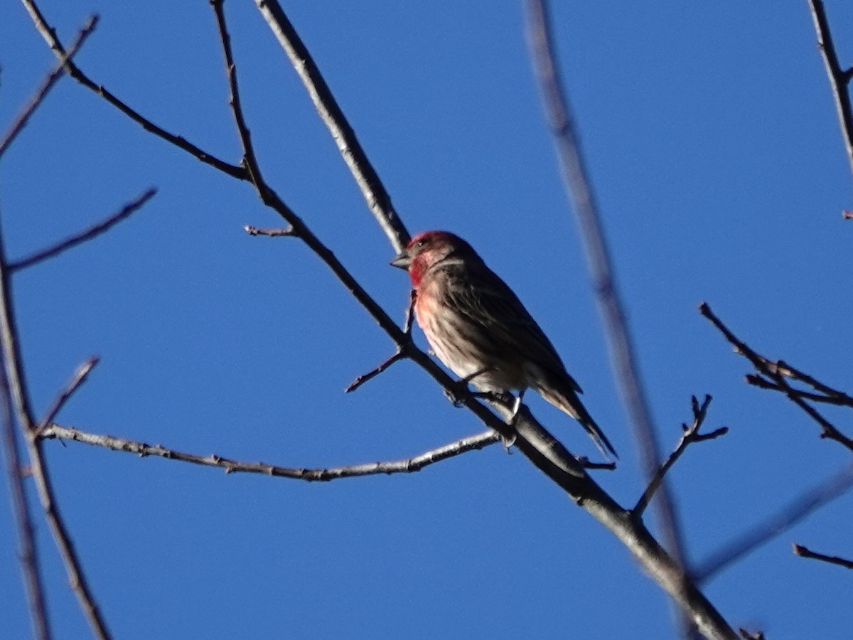 House Finch - ML645765671