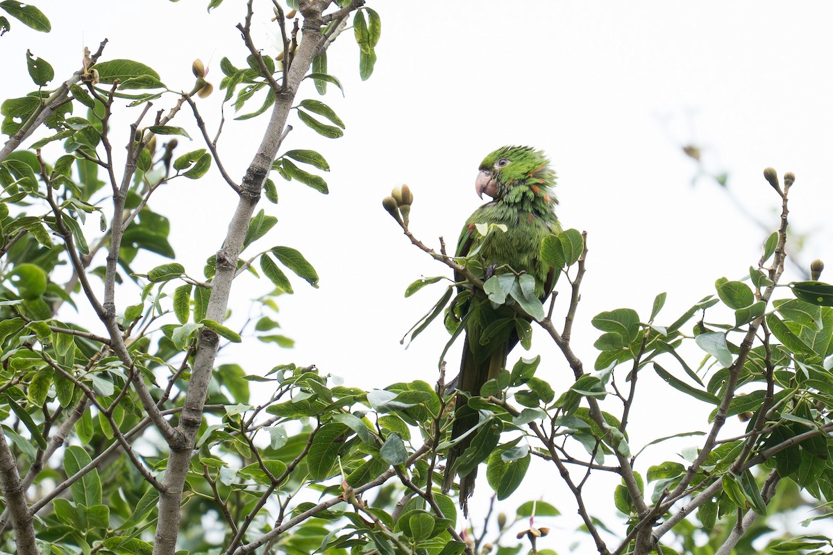 White-eyed Parakeet - ML645765672
