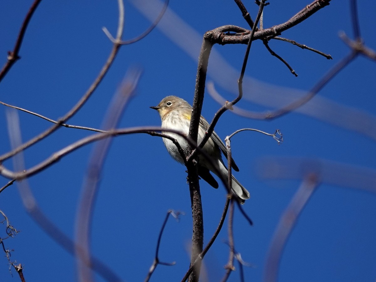Yellow-rumped Warbler - ML645765673