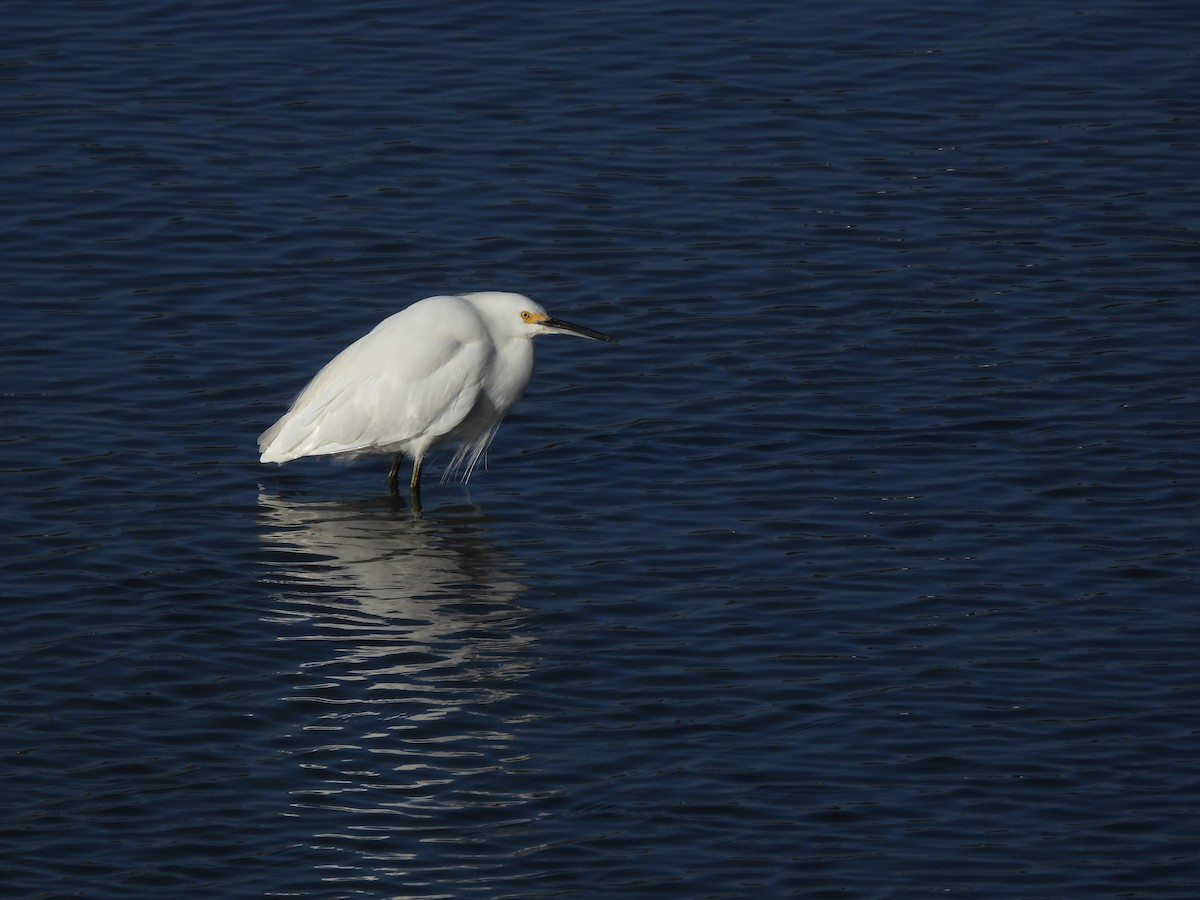 Snowy Egret - ML645765674