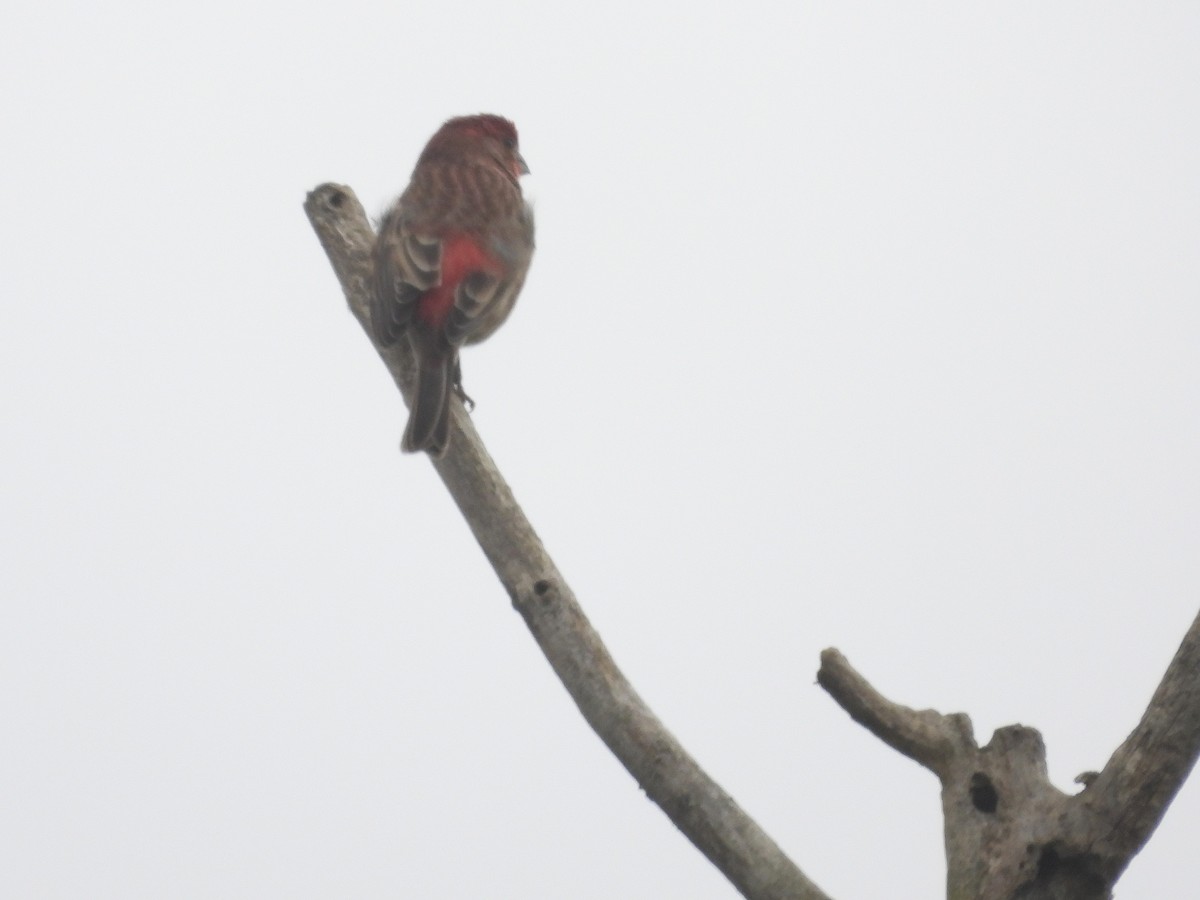 House Finch - ML645765676