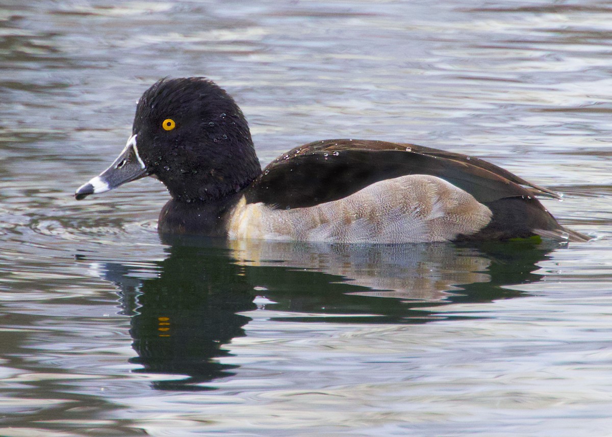 Ring-necked Duck - ML645765678