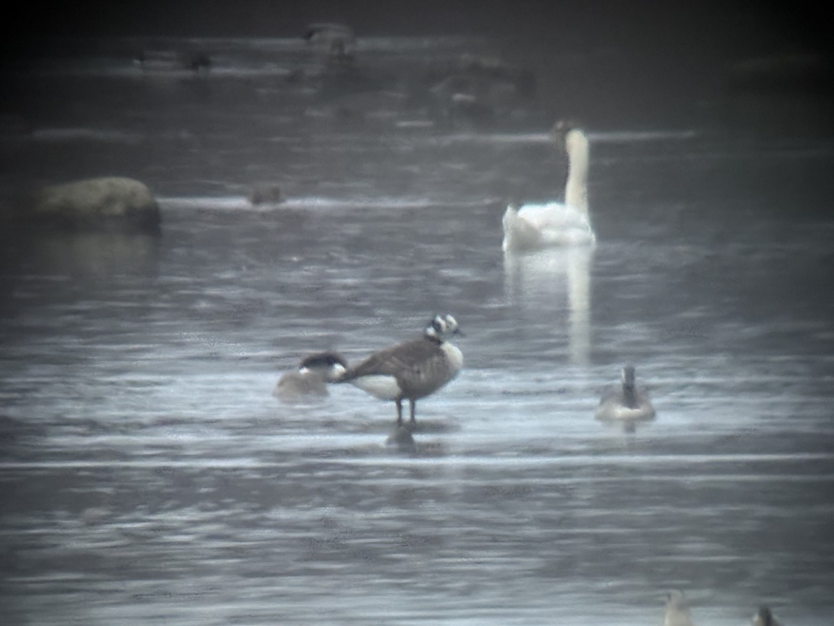 Canada Goose - ML645765679